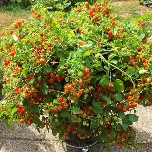 Solanum lycopersicum '100/1000' - Harilik tomat '100/1000'